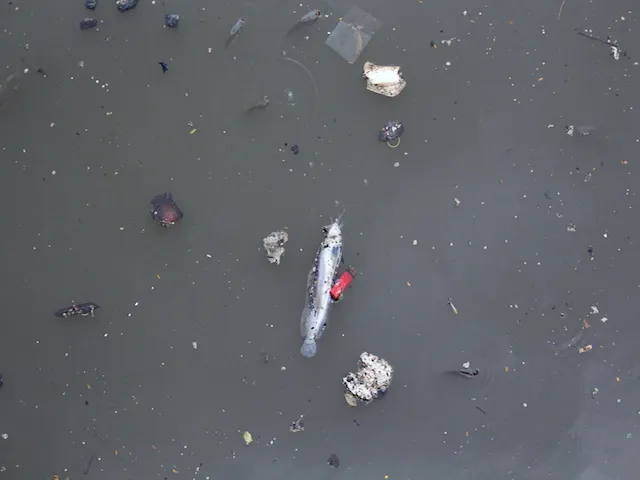 Những con cá rất lớn cũng bị chết - Ảnh: Hồng Trâm