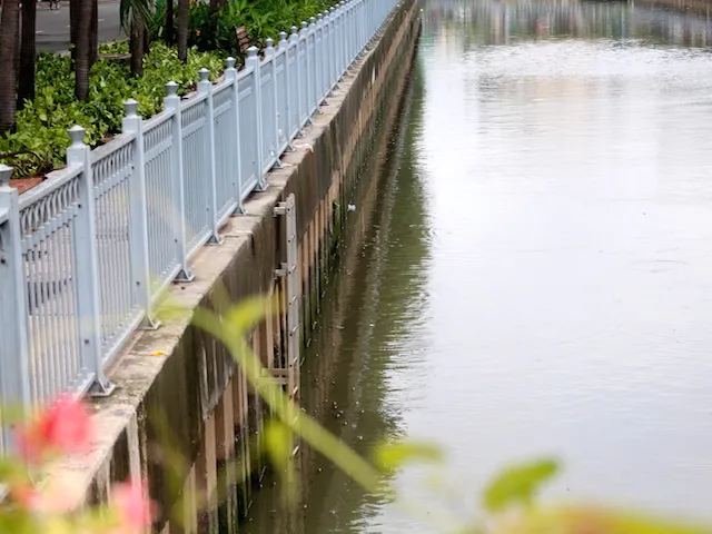 Cá nổi lên sát bờ cầu số 3 để đớp không khí - Ảnh: Hồng Trâm