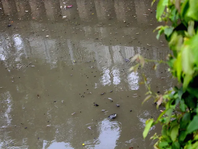 Rác thải đen ngòm tràn ngập mặt kênh - Ảnh: Hồng Trâm