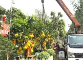 Bưởi Diễn giá hàng chục triệu ra phố đón tết sớm