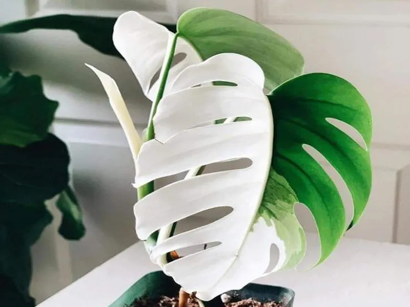 Sốt xình xịch ...'lá đột biến siêu đắt' 1 tỉ đồng/lá ảnh 2