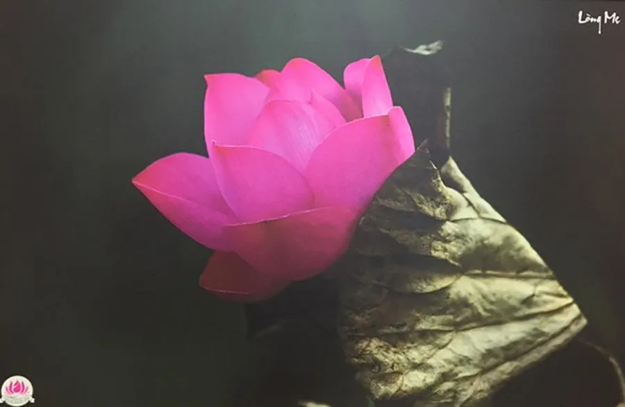 Bức ảnh hoa sen mang tên Lòng mẹ cũng là chủ đề cuộc triển lãm lần thứ 13 của Thành Xuân Anh. Ảnh: NVCC