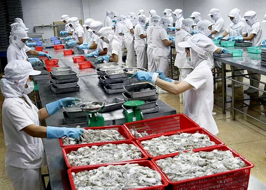 Ngư dân không ra khơi đánh bắt khiến các nhà máy chế biến thủy hải sản thiếu nguyên liệu. Ảnh: QH