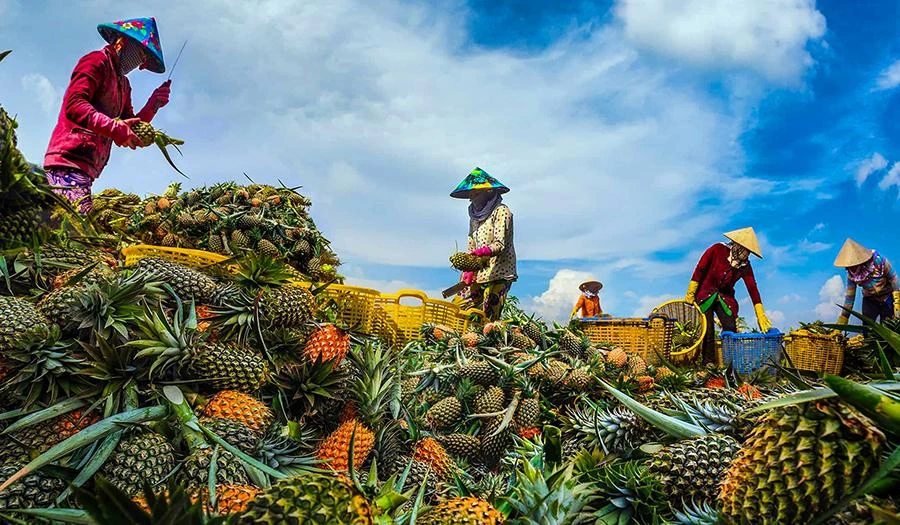 Nông nghiệp sinh thái là một trong bốn trụ cột thu hút đầu tư của Hậu Giang. Ảnh: AĐ