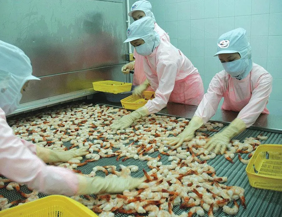 Thị trường EU yêu cầu các tiêu chuẩn chất lượng cao nhất đối với thủy sản nhập khẩu. Ảnh: QH Thị trường EU yêu cầu các tiêu chuẩn chất lượng cao nhất đối với thủy sản nhập khẩu. Ảnh: QH