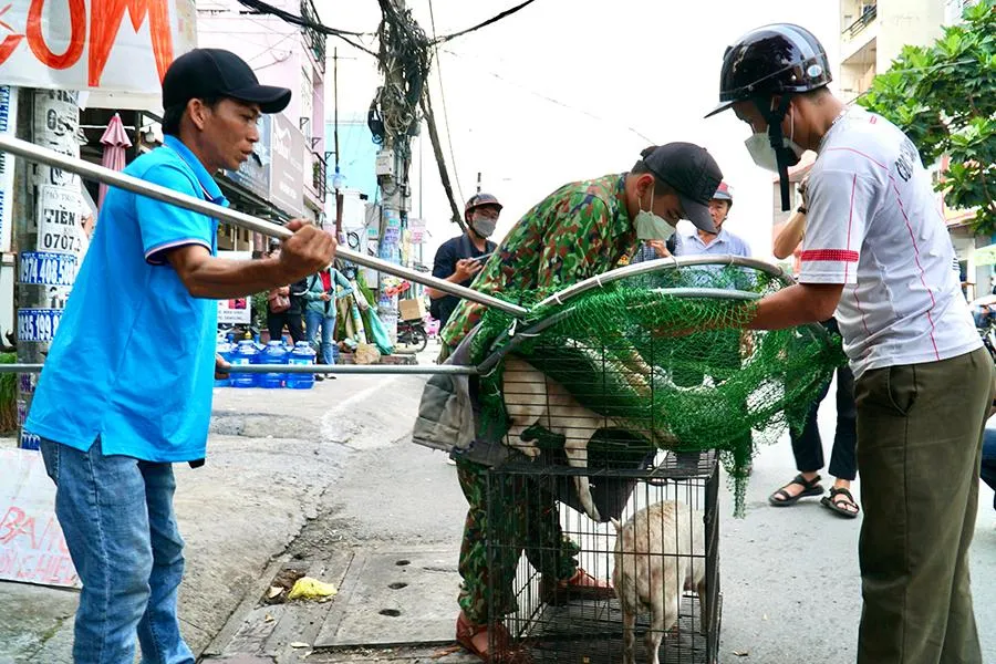 Đội bắt chó thả rông của phường Hiệp Bình Chánh, TP Thủ Đức trong một ngày làm việc. Ảnh: HUỲNH THƠ Đội bắt chó thả rông của phường Hiệp Bình Chánh, TP Thủ Đức trong một ngày làm việc. Ảnh: HUỲNH THƠ