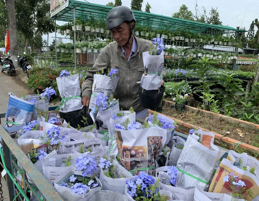 Hoa Sa Đéc, Đồng Tháp nhộn nhịp ra chợ tết. Ảnh: HẢI DƯƠNG Hoa Sa Đéc, Đồng Tháp nhộn nhịp ra chợ tết. Ảnh: HẢI DƯƠNG