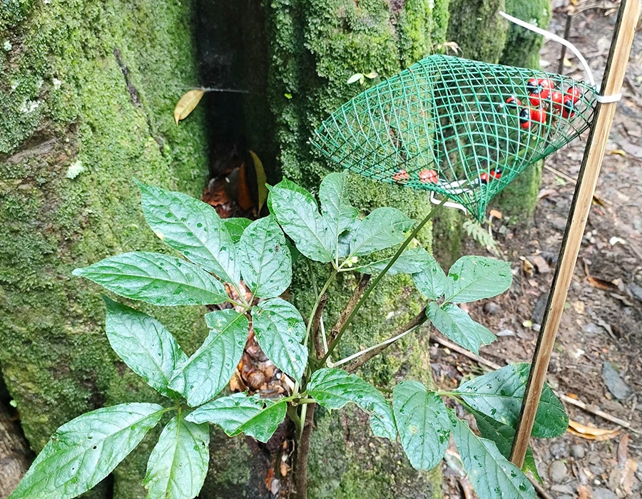 Săn chuột “quý tộc” chuyên ăn sâm quý Ngọc Linh ảnh 3