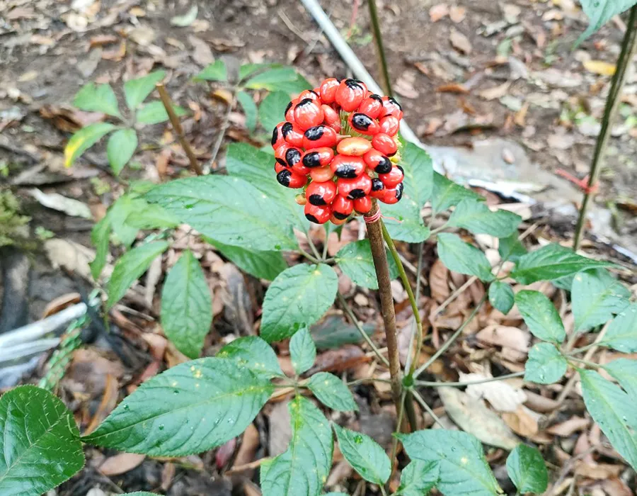 Sâm Ngọc Linh đã qua nguy cơ tuyệt chủng. Ảnh: LÊ KIẾN