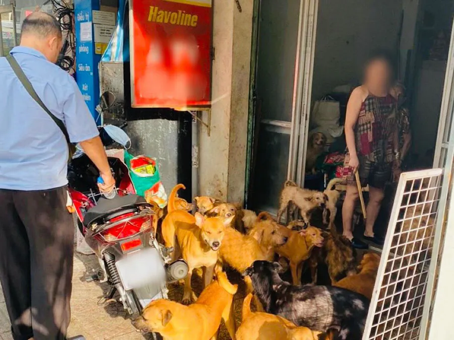 Đàn chó 82 con tại một gia đình ở đường Hoàng Diệu, phường 9, quận 4, TP.HCM. Ảnh: NDCC Đàn chó 82 con tại một gia đình ở đường Hoàng Diệu, phường 9, quận 4, TP.HCM. Ảnh: NDCC