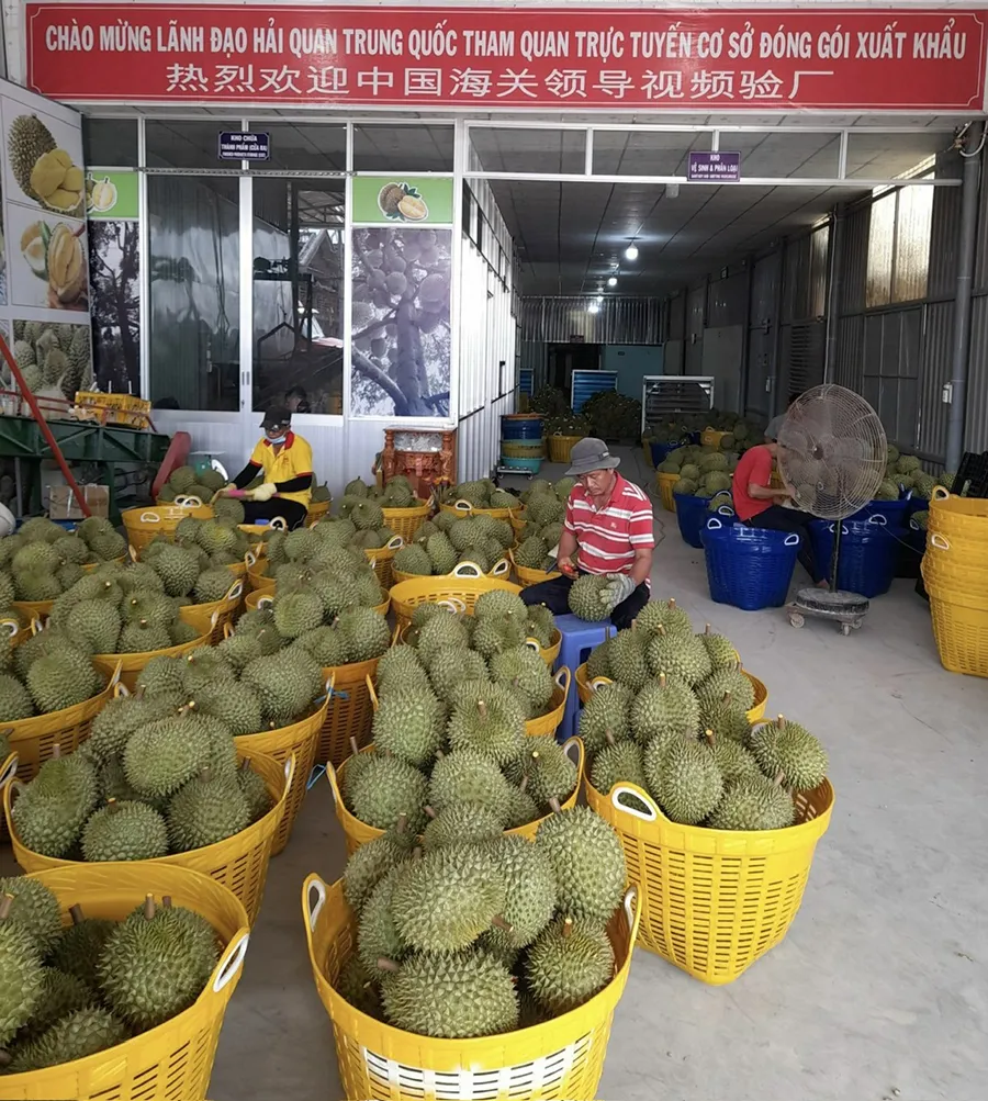 Sầu riêng là điểm nhấn xuất khẩu nông sản của Việt Nam thời gian qua. Ảnh: TÚ UYÊN sau-rieng.jpg