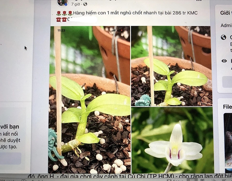 Chiêu lừa đẩy giá lan đột biến vượt xa giá trị thực đã hết hiệu nghiệm. Ảnh: QUANG HUY lan- dot-bien2.jpg