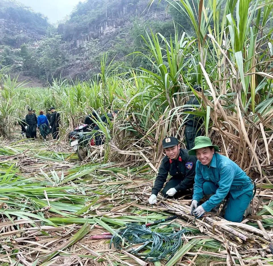 Cán bộ, chiến sĩ Phòng Cảnh sát cơ động Công an tỉnh Tuyên Quang giúp đồng bào H’Mông tại thôn Tân An thu hoạch mía. Ảnh: PV Cán bộ, chiến sĩ Phòng Cảnh sát cơ động Công an tỉnh Tuyên Quang giúp đồng bào H’Mông tại thôn Tân An thu hoạch mía. Ảnh: PV
