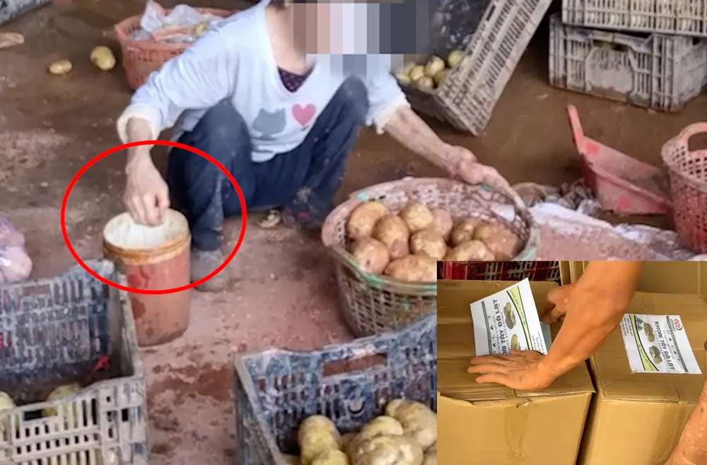 Một số vựa nông sản ở Lâm Đồng nhuộm đất đỏ Đà Lạt dán nhãn giả thương hiệu. Ảnh: M.HẬU-T.SANG p5_chinh_khoai_tay_trung_quoc_ttam.jpg
