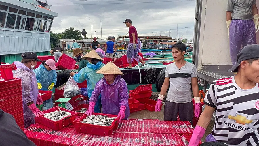 Người dân thu mua hải sản tại cảng cá Thuận An. Ảnh: NGUYỄN DO P23_Chinh_h3.jpg