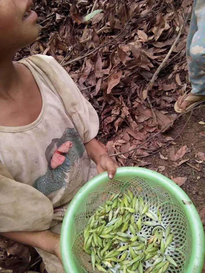 Cô bé này không sợ sâu mà hăng hái đi lượm những kén sâu bị khều rớt xuống đất