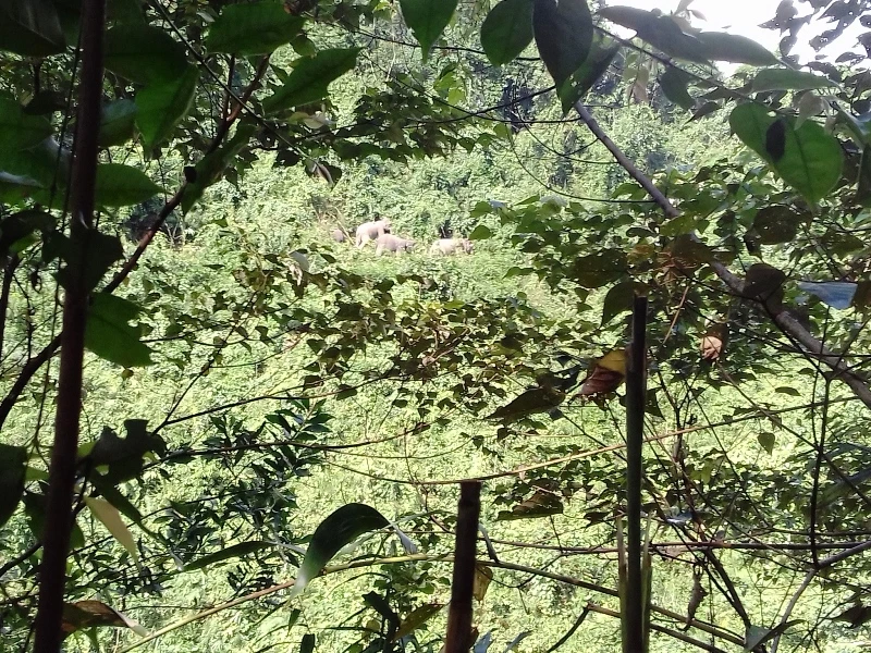 Voi rừng về khu bảo tồn Quảng Nam: Tín hiệu vui? ảnh 1