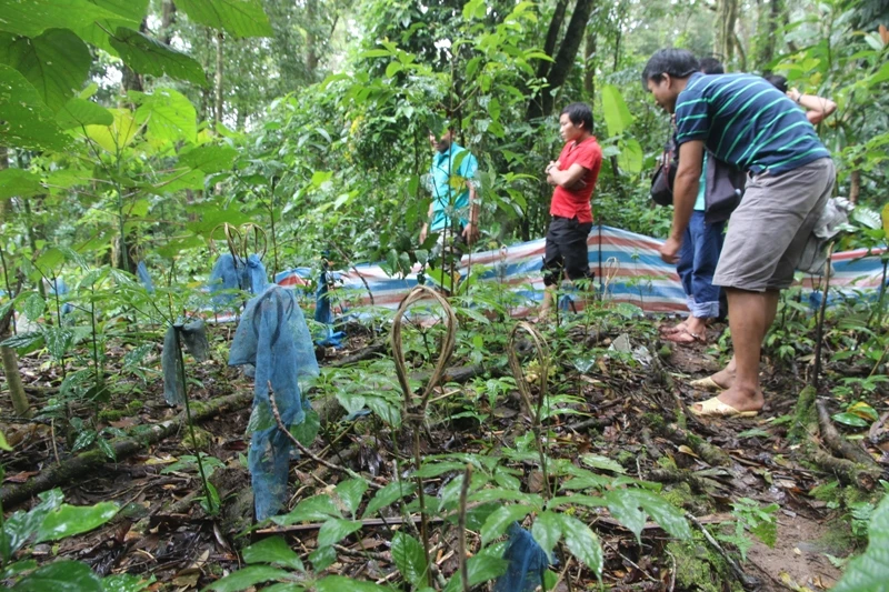 Công an thu hồi 500 gốc sâm Ngọc Linh bị trộm ảnh 1