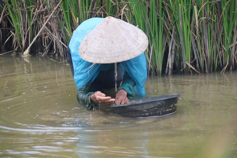 Quảng Nam: Nhọc nhằn tuổi già mò ốc ảnh 8