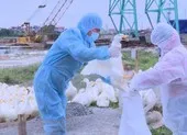 Tăng thêm 10 ổ dịch cúm gia cầm trong vòng 10 ngày