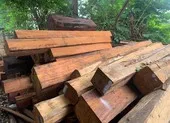 Phát hiện hàng trăm khúc gỗ trong một xưởng ở Gia Lai