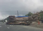 Không bằng lái, tài xế vẫn chở cây 'khủng' trên quốc lộ 1A