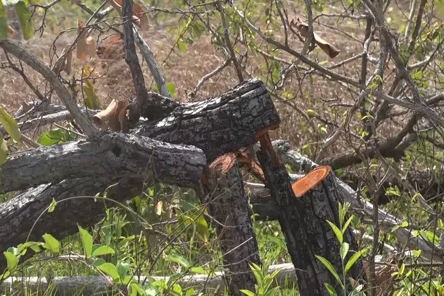 Diện tích rừng bị phá theo xác minh ban đầu là 382 ha. Ảnh AH Diện tích rừng bị phá theo xác minh ban đầu là 382 ha. Ảnh AH