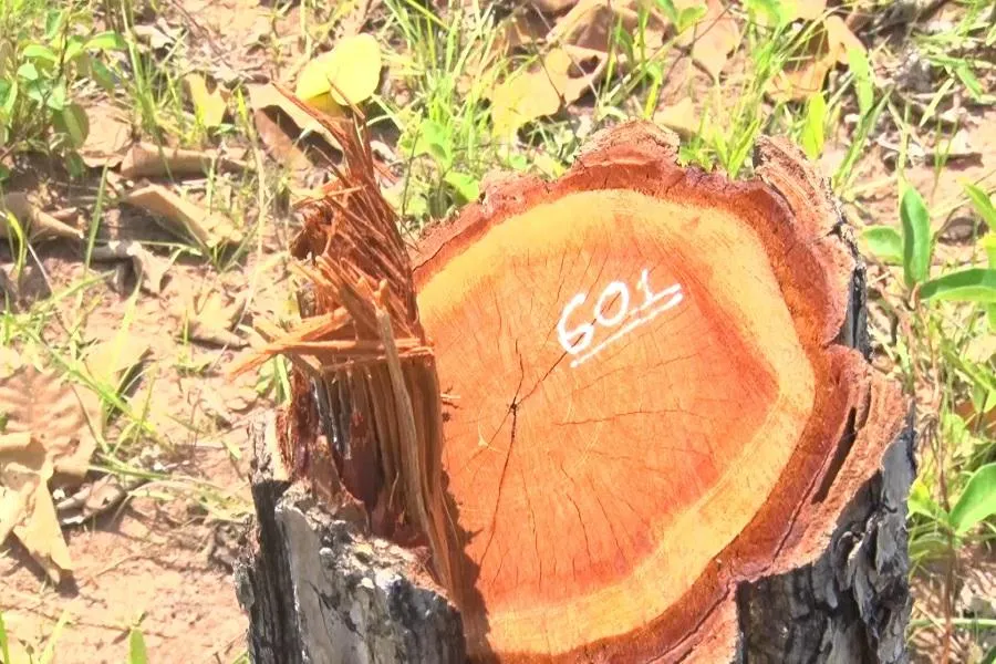 Sở NN&PTNT đề nghị UBND tỉnh chỉ đạo làm rõ trách nhiệm cá nhân, tổ chức để xảy ra phá rừng. Ảnh AH Sở NN&PTNT đề nghị UBND tỉnh chỉ đạo làm rõ trách nhiệm cá nhân, tổ chức để xảy ra phá rừng. Ảnh AH