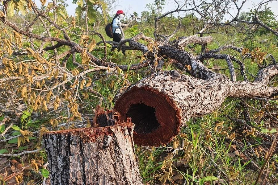 Hàng trăm ha rừng bị phá trắng. Ảnh QN