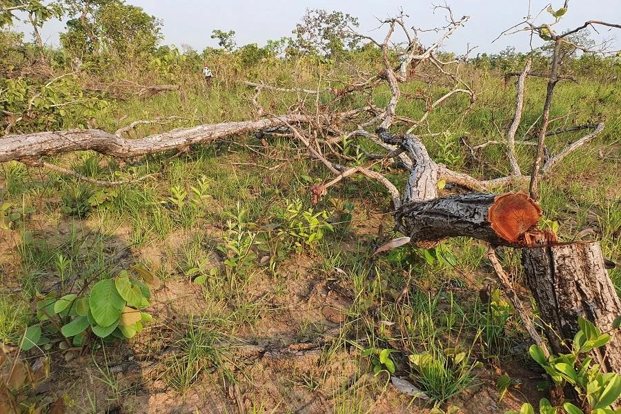 Huyện chỉ trách nhiệm trong vụ phá gần 400 ha rừng ở Đắk Lắk ảnh 1