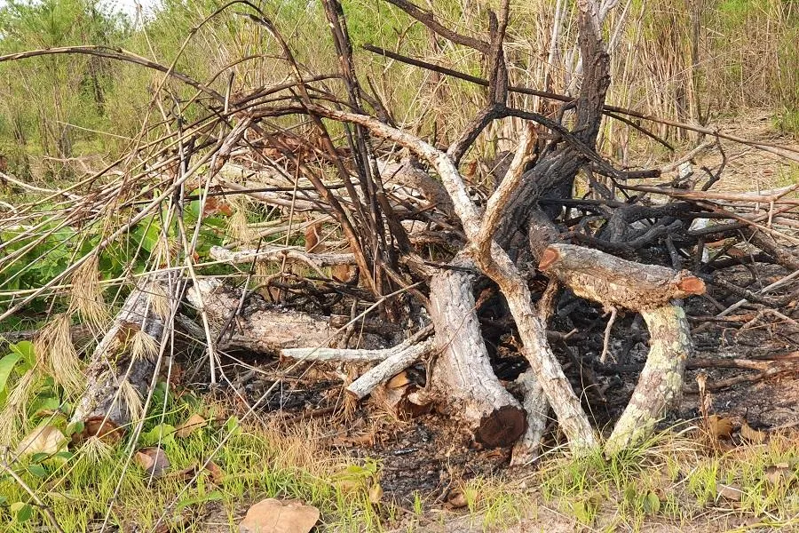 Vụ phá rừng đang được cơ quan chức năng khẩn trương điều tra. Ảnh QN