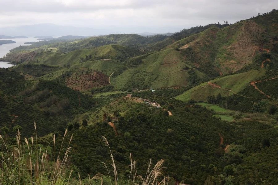 Nhiều diện tích rừng được giao cho Viện khoa học lâm nghiệp Nam Trung Bộ và Tây Nguyên bị lấn chiếm. Ảnh QT