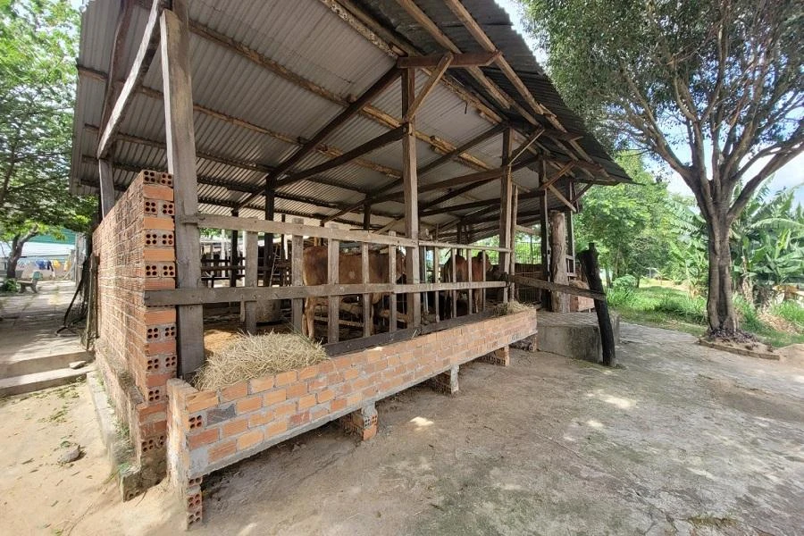 Nhà ông Tr. chăn nuôi gia súc, mua được cả ô tô nhưng cũng 'lọt vào danh sách hộ nghèo. Ảnh AL