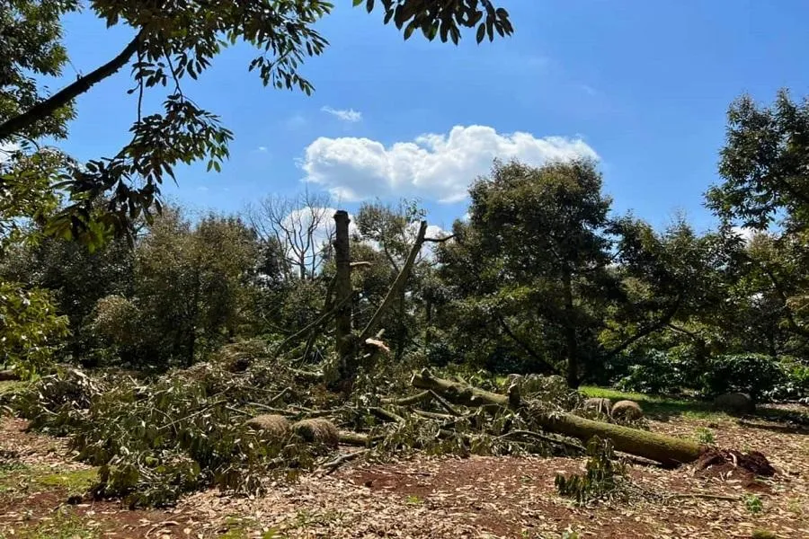 Lốc xoáy làm gãy đổ nhiều cây sầu riêng. Ảnh: AC