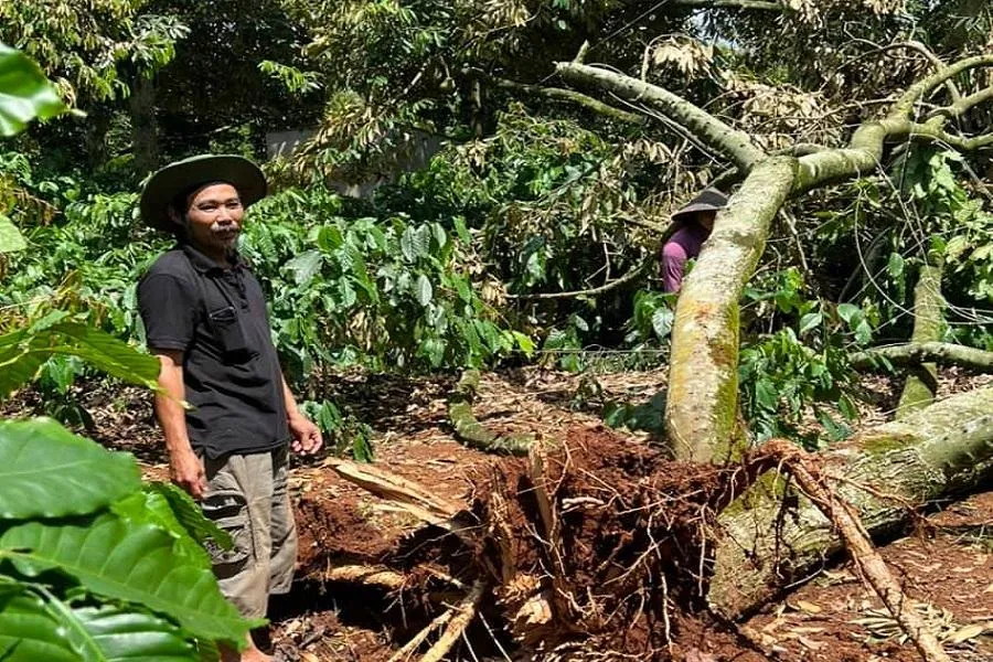 Người dân đau xót khi nhận sầu riêng gãy đổ. Ảnh: AC