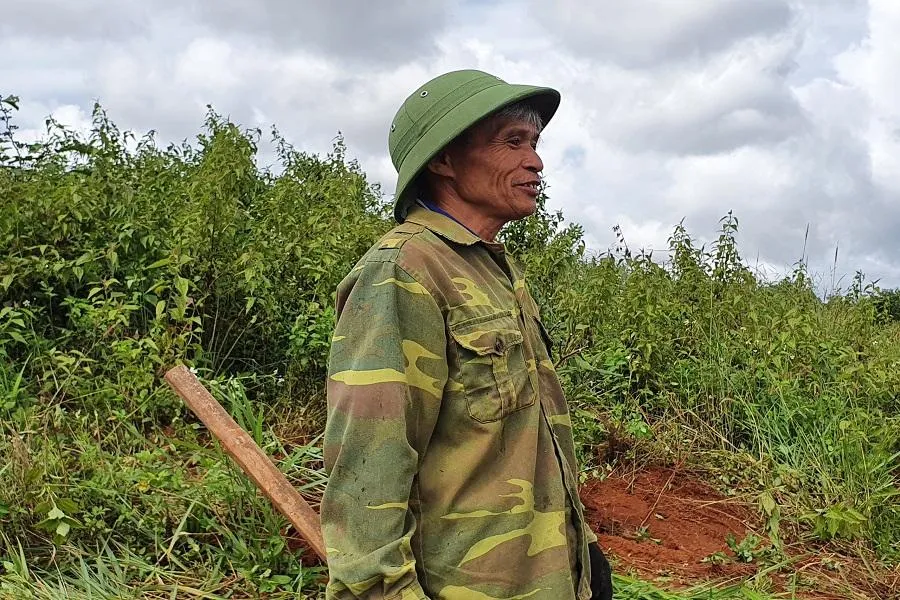 Ông Lê Tề đã cho nhổ các cây mắc ca trên đất lấn chiếm để bàn giao cho chính quyền. Ảnh HT