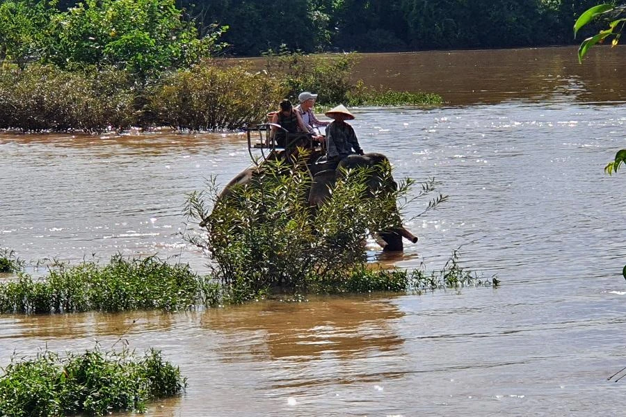Đắk Lắk: Bao giờ chấm dứt hình thức du lịch cưỡi voi? ảnh 2