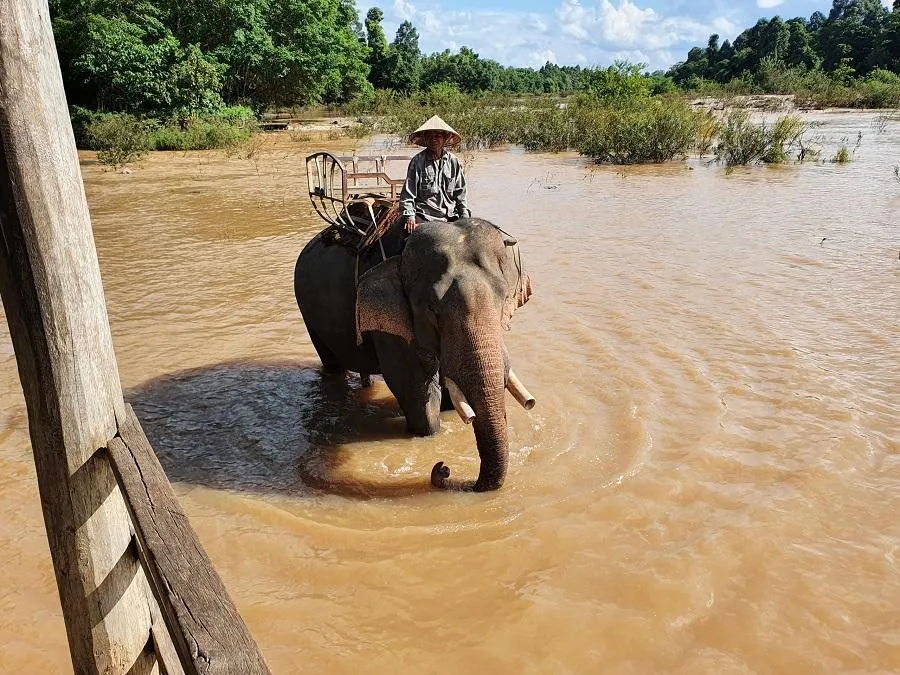 Hiện nay Đắk Lắk vẫn chưa chấm dứt việc cưỡi voi trong du lịch. Ảnh HT Hiện nay Đắk Lắk vẫn chưa chấm dứt việc cưỡi voi trong du lịch. Ảnh HT