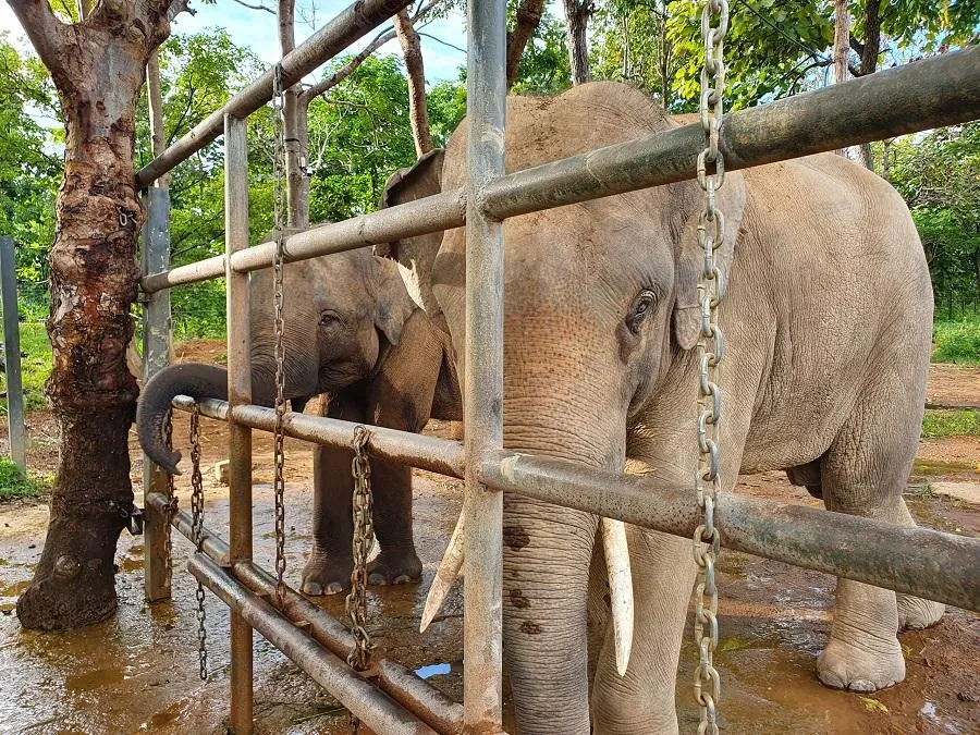 Hiện Đắk Lắk chỉ còn khoảng 37 con voi nhà. Ảnh HT Hiện Đắk Lắk chỉ còn khoảng 37 con voi nhà. Ảnh HT