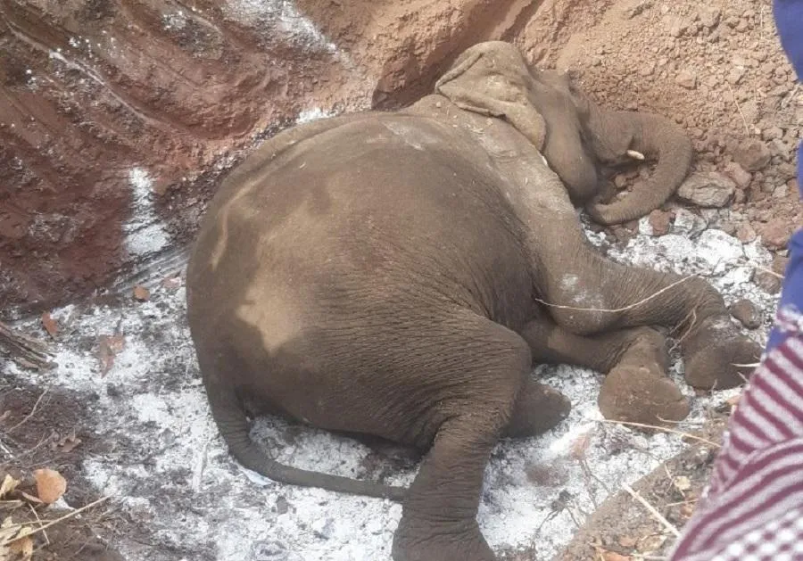 Việc voi chết và voi nhà không thể sinh sản dẫn đến số lượng voi ngày càng suy giảm. Ảnh TX Việc voi chết và voi nhà không thể sinh sản dẫn đến số lượng voi ngày càng suy giảm. Ảnh TX