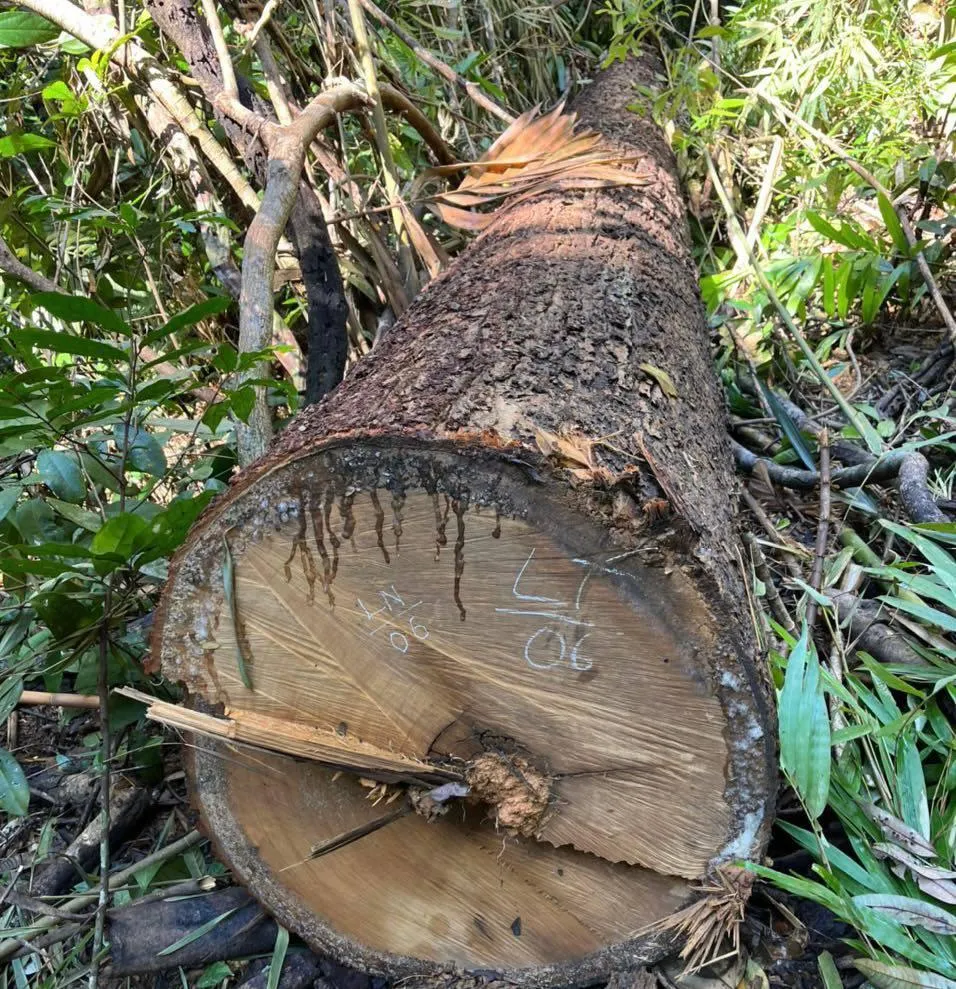 Một thân cây bị cưa hạ. Ảnh: HH