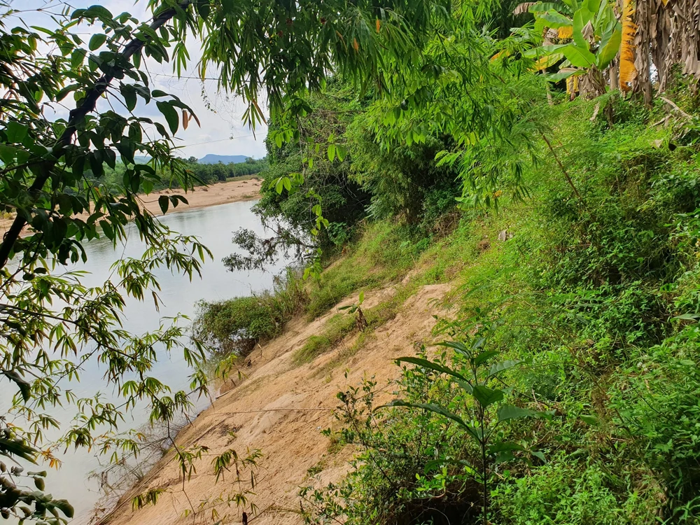 Theo phản ánh của người dân địa phương, tình trạng sạt lở hai bên bờ sông Hà Thanh đoạn qua các xã Canh Vinh, Canh Hiển thuộc huyện Vân Canh (Bình Định) đang rất nghiêm trọng. Ảnh QN