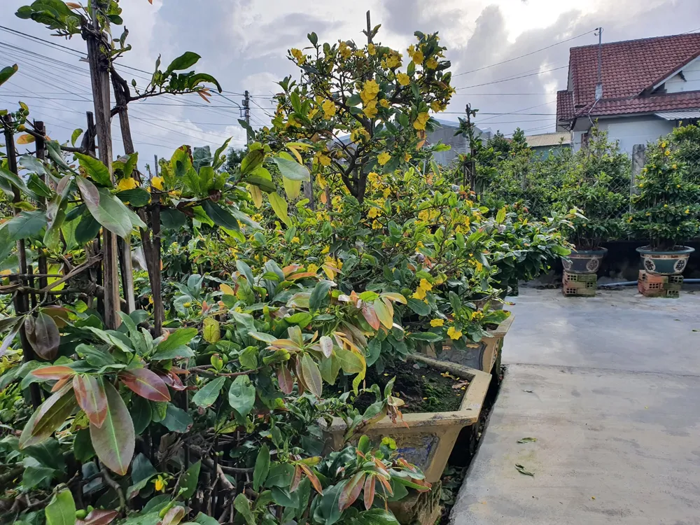 Theo nhiều người trồng mai, chưa năm nào mai ra hoa sớm như năm nay. Ảnh QN