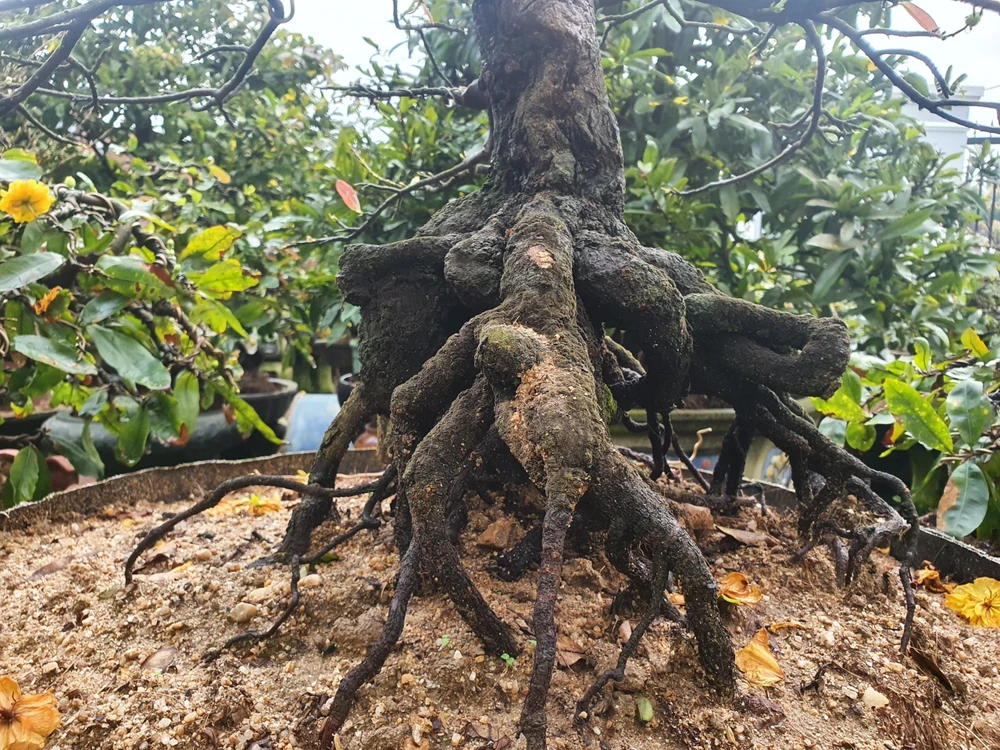 Một chậu mai độc đáo trong vườn mai tiền tỉ của lão nông Đỗ Văn Phẩm. Ảnh QN Một chậu mai độc đáo trong vườn mai tiền tỉ của lão nông Đỗ Văn Phẩm. Ảnh QN