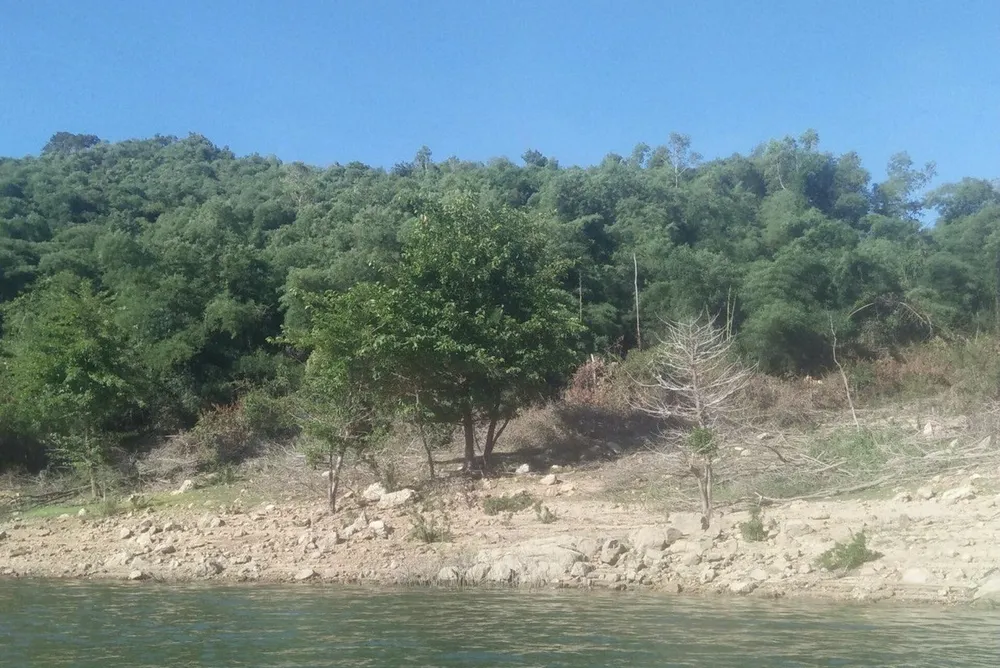 Khu vực đất rừng phòng hộ liên quan đến vụ việc. Ảnh TV