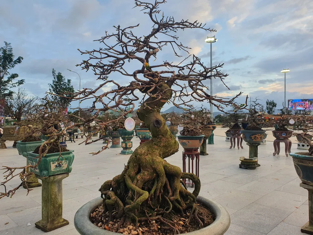 Nhiều dáng thế mai độc, lạ được đem đến trưng bày tại lễ hội mai vàng. Ảnh: QN Nhiều dáng thế mai độc, lạ được đem đến trưng bày tại lễ hội mai vàng. Ảnh: QN