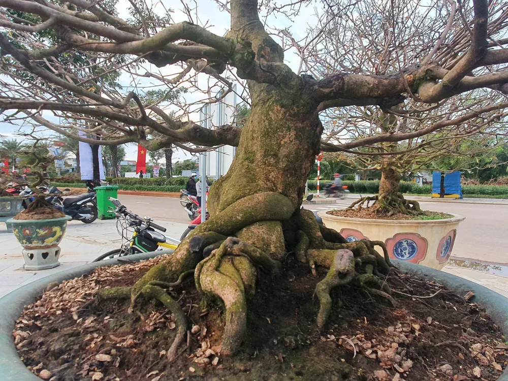 Nhiều dáng thế mai đẹp, độc đáo. Ảnh QN Nhiều dáng thế mai đẹp, độc đáo. Ảnh QN