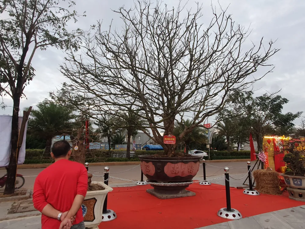 Nhiều người thích thú chiêm ngưỡng cây mai cổ thụ hơn 100 năm tuổi. Ảnh QN Nhiều người thích thú chiêm ngưỡng cây mai cổ thụ hơn 100 năm tuổi. Ảnh QN