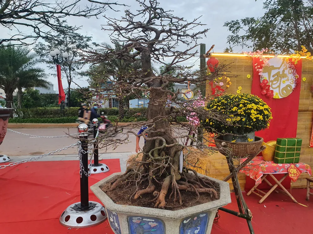 Lễ hội mai vàng lần I năm 2023 được tổ chức tại 'thủ phủ' mai An nhơn. Ảnh QN Lễ hội mai vàng lần I năm 2023 được tổ chức tại 'thủ phủ' mai An nhơn. Ảnh QN