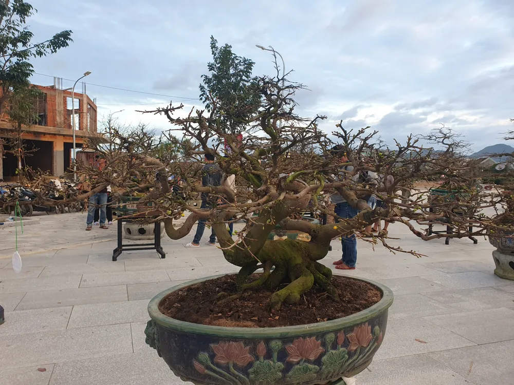 Thị xã An Nhơn được xem là 'thủ phủ' mai vàng của miền Trung. Ảnh QN Thị xã An Nhơn được xem là 'thủ phủ' mai vàng của miền Trung. Ảnh QN